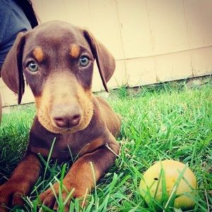 Meet your Posher, Francisca